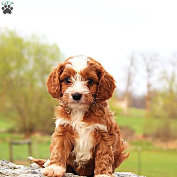 Caiden, Cavapoo Puppy